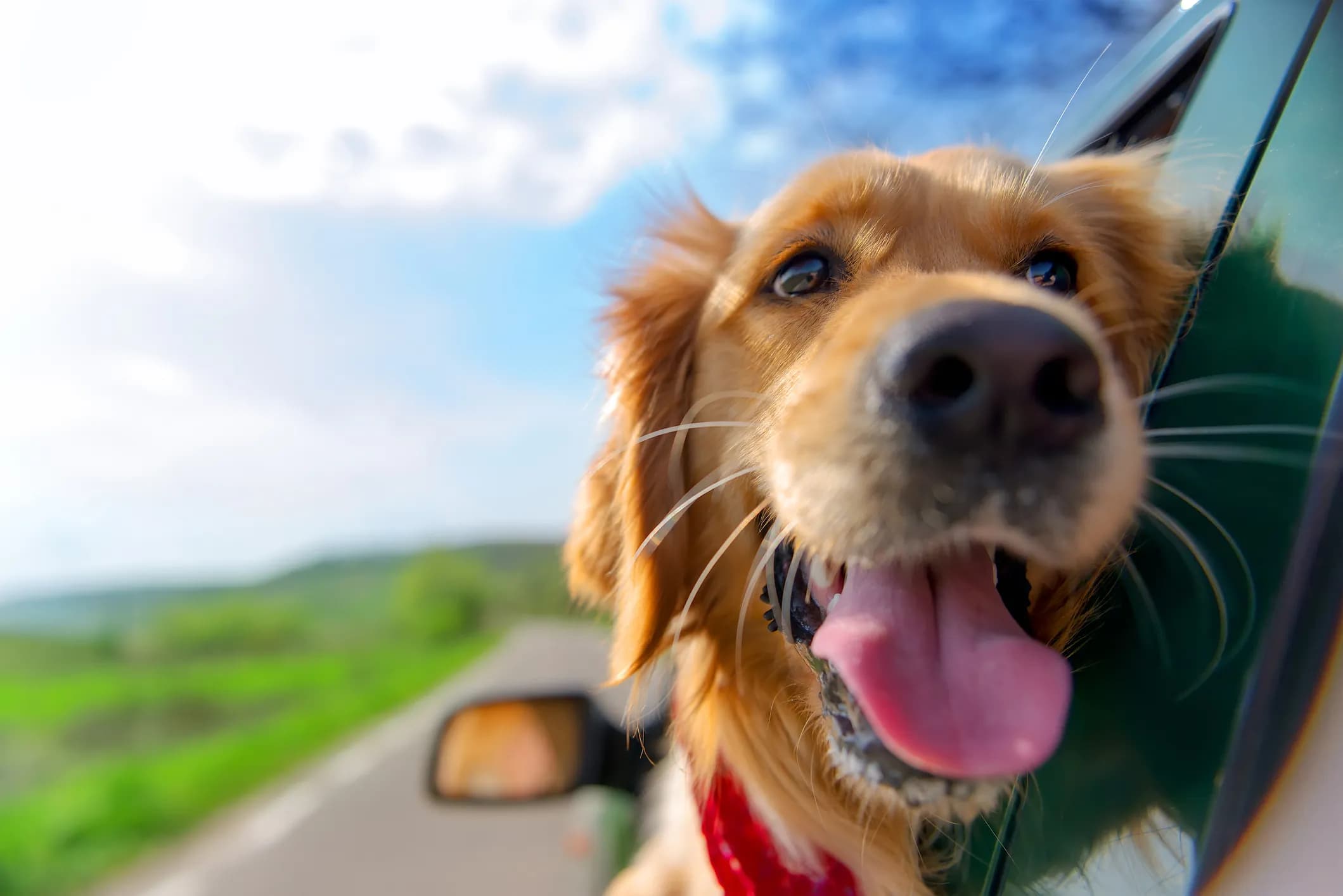 A happy dog with its head out the car window